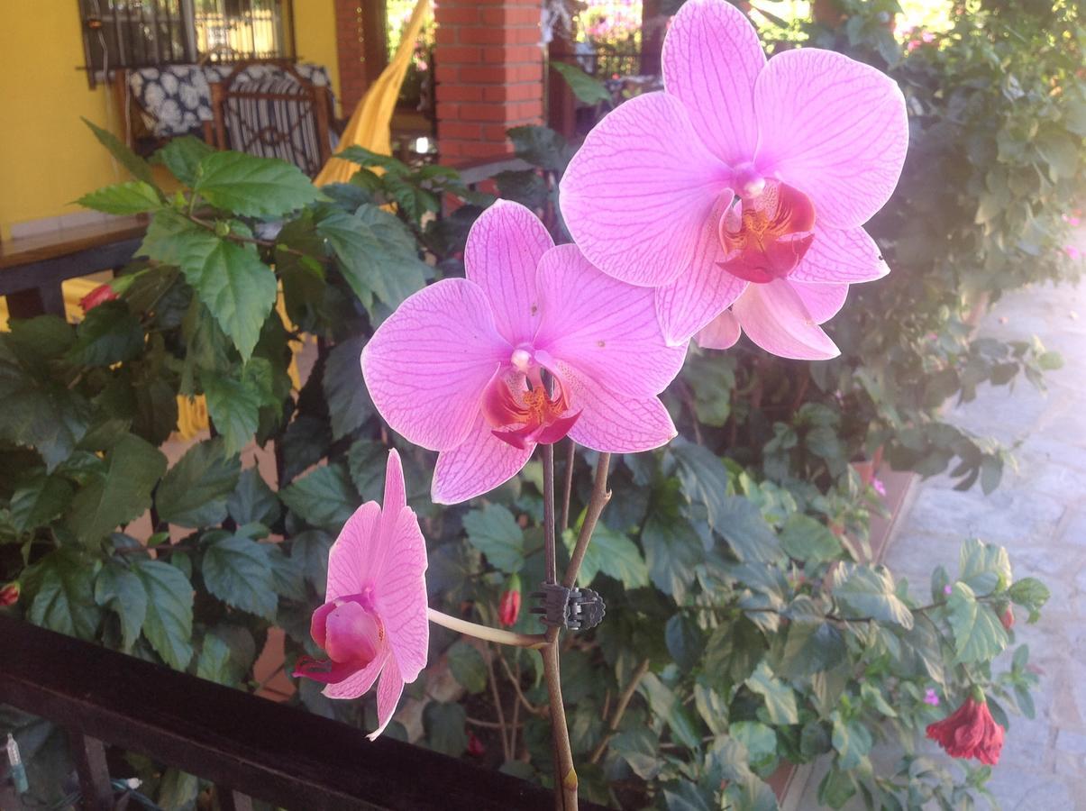 Casa De Los Suenos B&B Coronado Panama Playa Coronado Eksteriør bilde